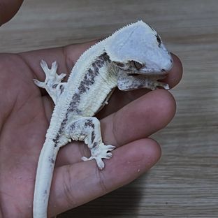 프라푸치노