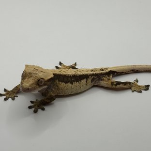 풀핀 쿼드 100%헷아잔틱