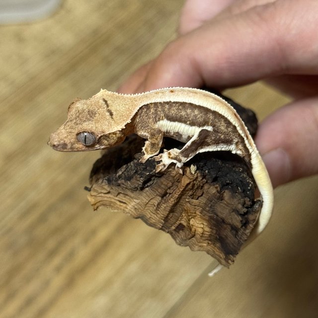 릴리100%헷아잔틱