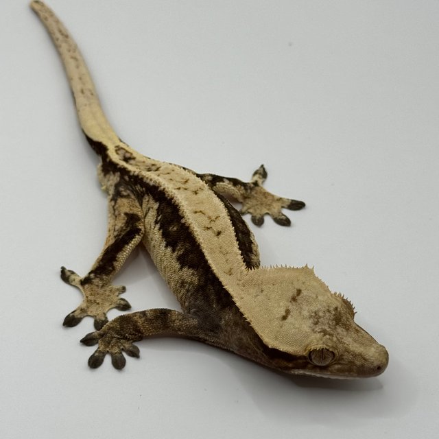 풀핀 쿼드 100%헷아잔틱