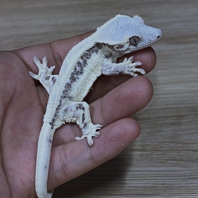 프라푸치노