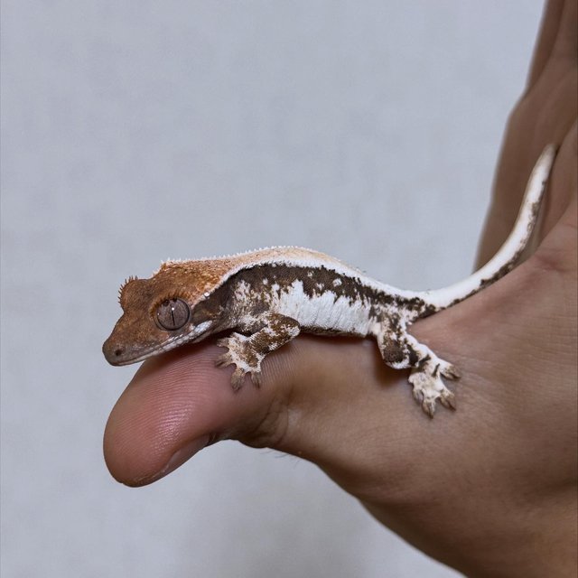 릴리 세이블 100%헷아잔틱