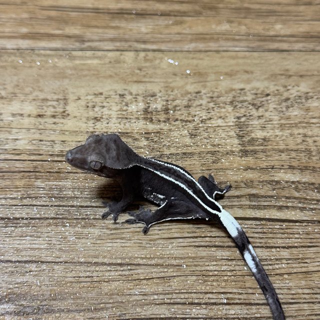 풀핀 아잔틱 슈퍼스트라이프