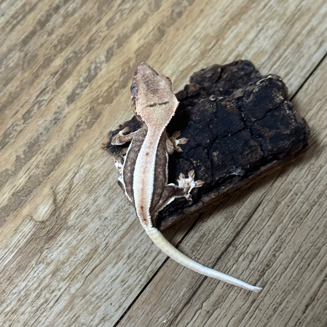 릴리100%헷아잔틱