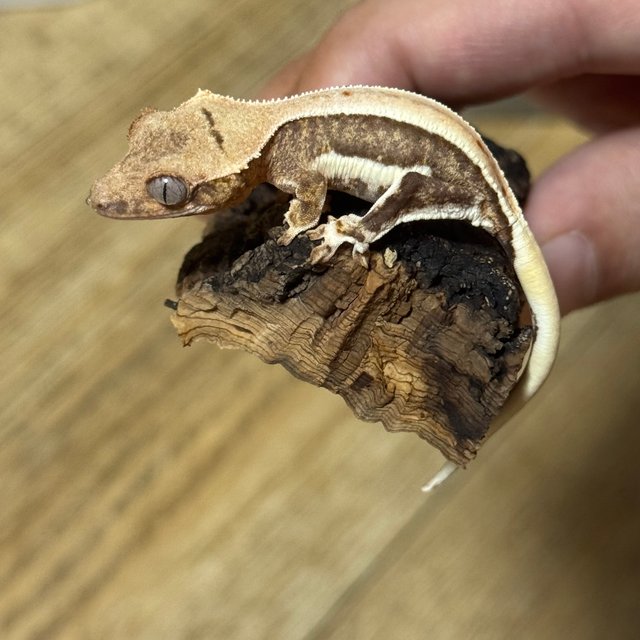 릴리100%헷아잔틱