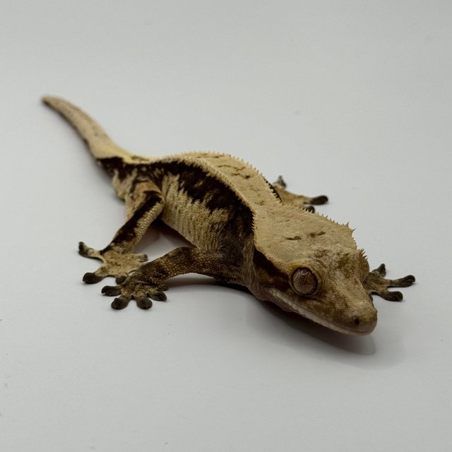 풀핀 쿼드 100%헷아잔틱