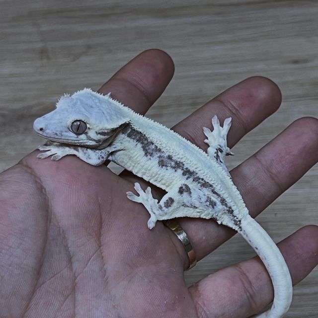 프라푸치노