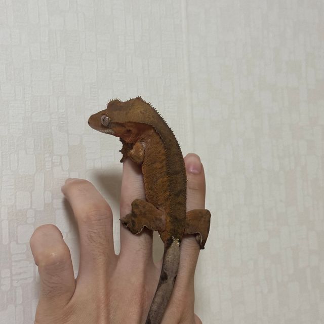 레드 바이 카푸치노