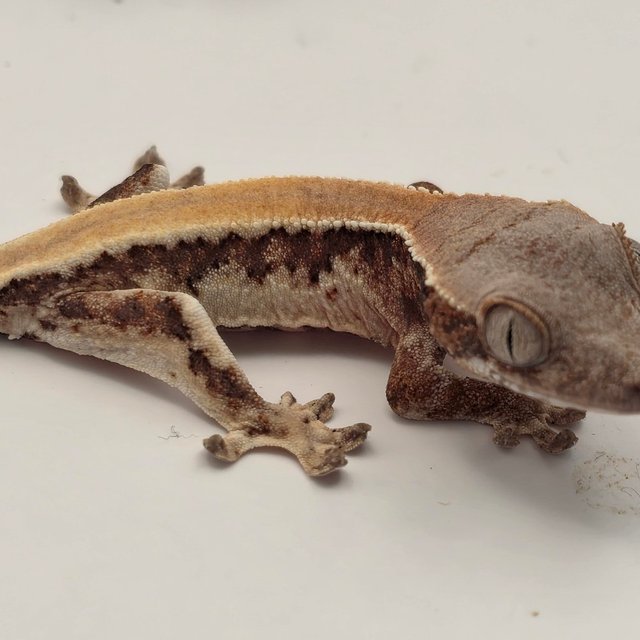 릴리 세이블 100%헷아잔틱