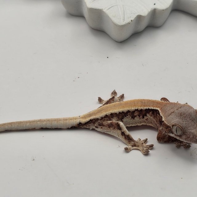 릴리 세이블 100%헷아잔틱