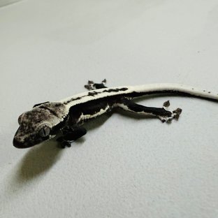 릴잔틱