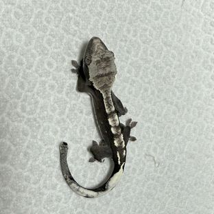 아잔틱