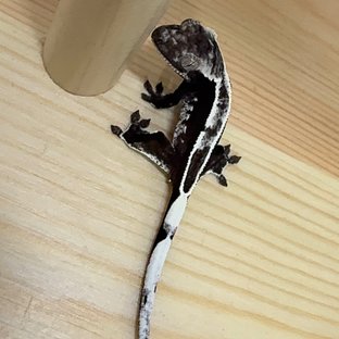 아잔틱