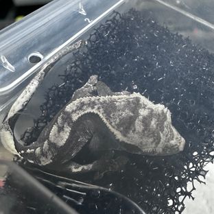 아잔틱