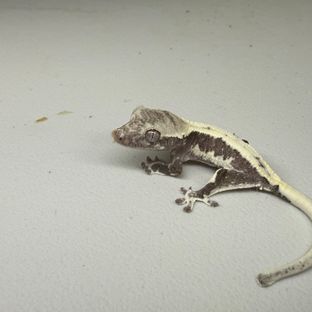릴잔틱