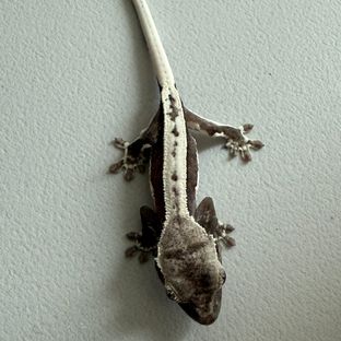 릴잔틱
