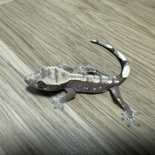 아잔틱