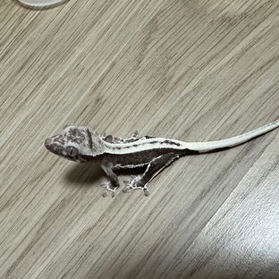 릴잔틱