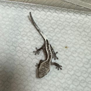 아잔틱