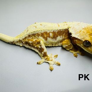 PK