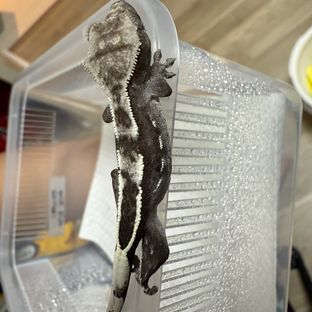 아잔틱