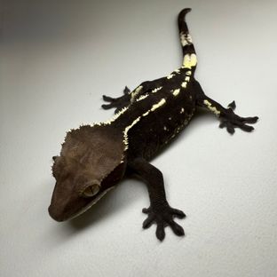 아잔틱