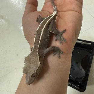아잔틱