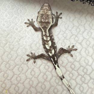 아잔틱