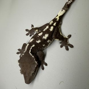 아잔틱