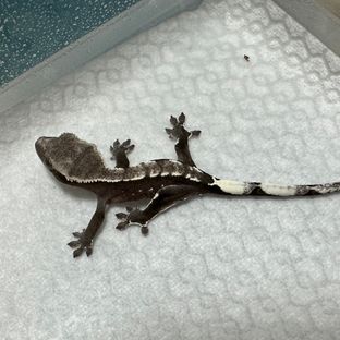 아잔틱