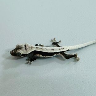 릴잔틱