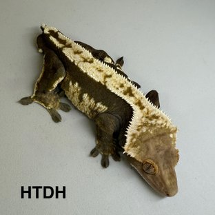 HTDH