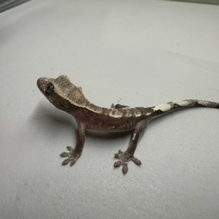 아잔틱