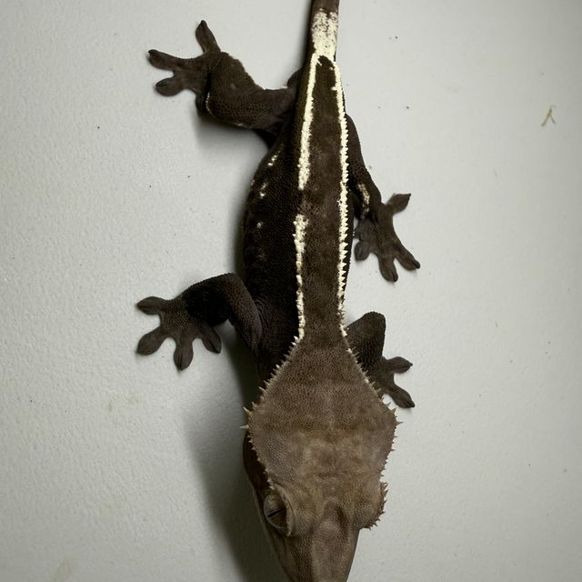 아잔틱