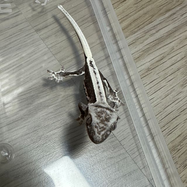 릴잔틱
