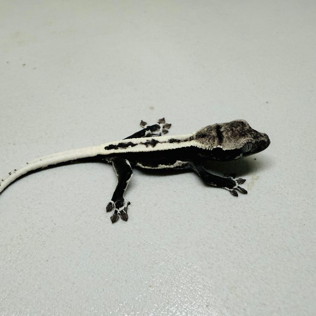 릴잔틱