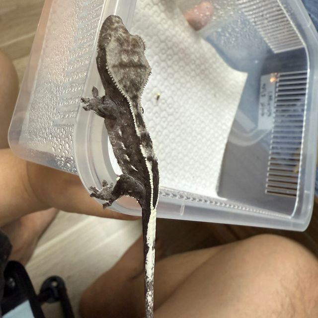 아잔틱