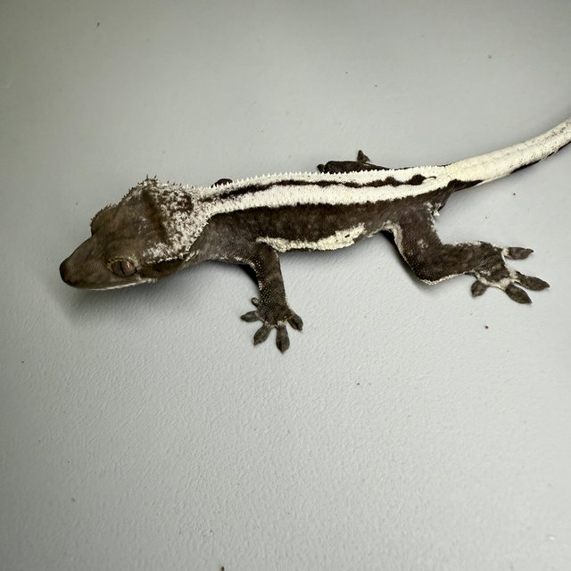 릴잔틱