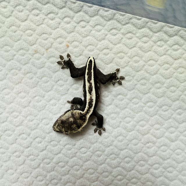 아잔틱