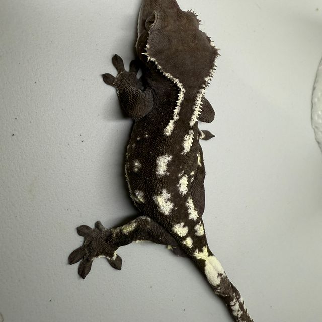 아잔틱