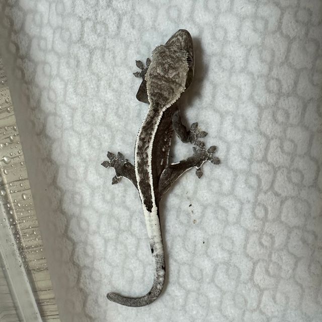 아잔틱