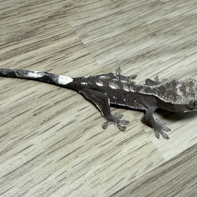 아잔틱
