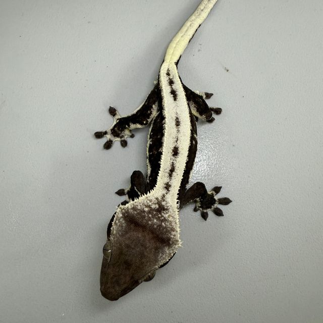 릴잔틱