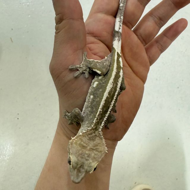 아잔틱