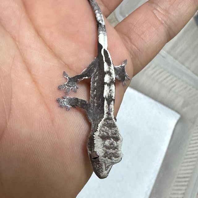 아잔틱