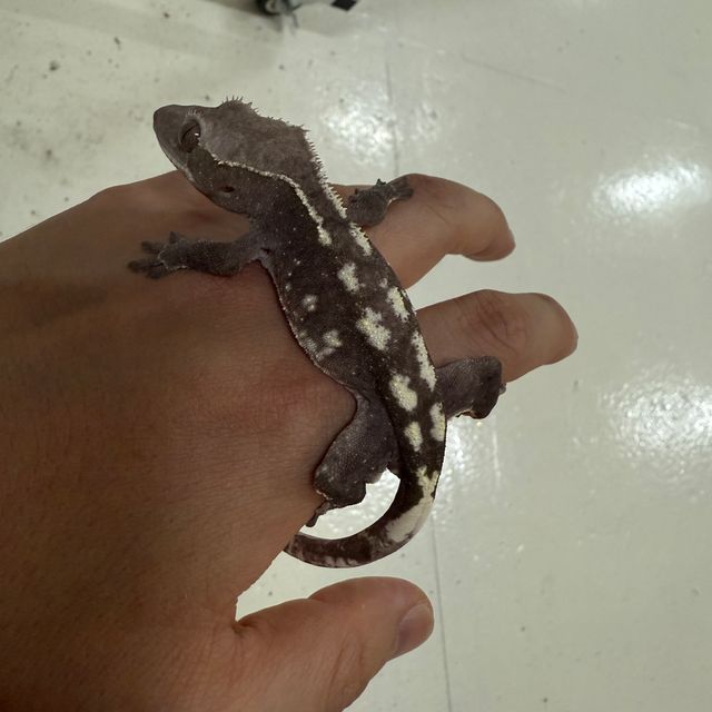 아잔틱