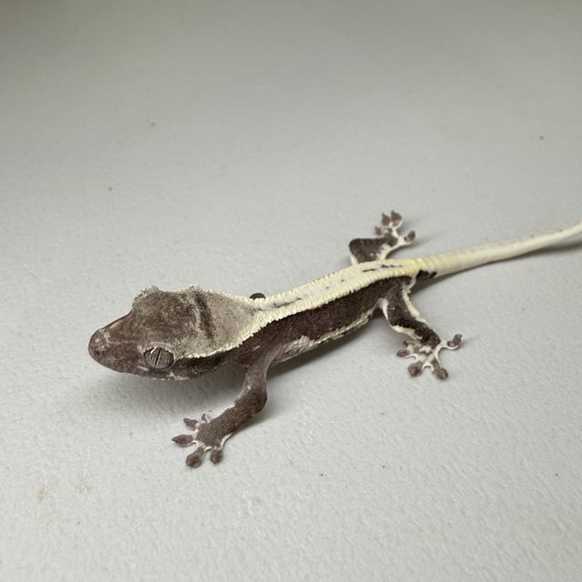 릴잔틱