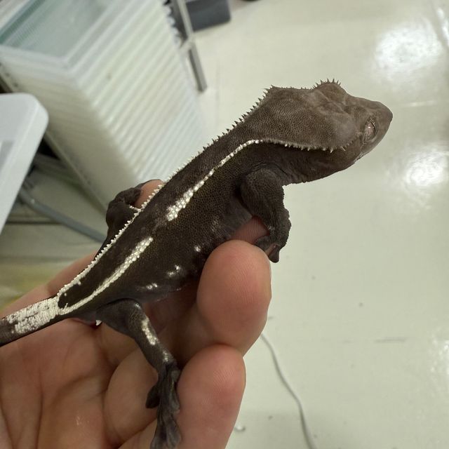 아잔틱