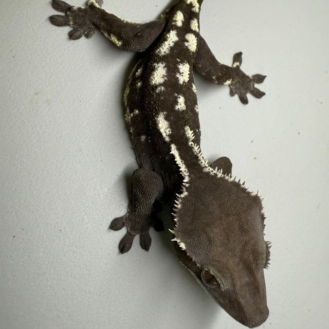 아잔틱