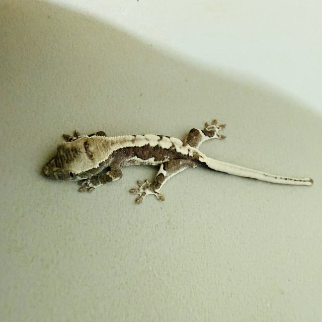 릴잔틱